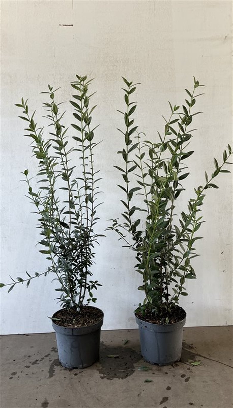 Ligustrum vulg. 'Atrovirens' - C7,5 100-125 CM
